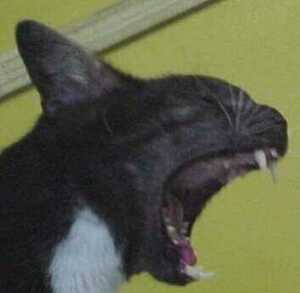 Fang Face