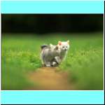 Kitten081.jpg