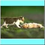 kitten105.jpg