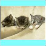 kitten118.jpg